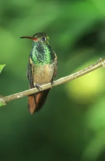 Amazilia: Buff-bellied Hummingbird