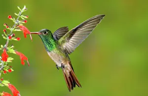 Humming: Buff-bellied Hummingbird