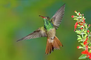 Humming: Buff-bellied hummingbird