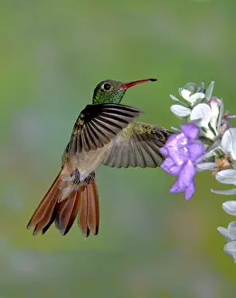 Sage: Buff-bellied Hummingbird