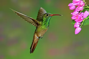 Amazilia: Buff-bellied Hummingbird