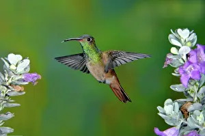 Sage: Buff-bellied Hummingbird