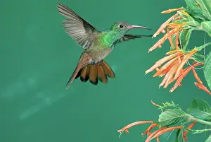Amazilia: Buff-bellied Hummingbird