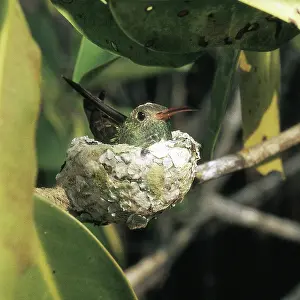 Humming: Buff-Bellied Hummingbird