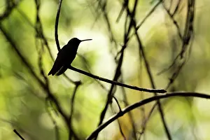 Yucatan: Buff-bellied Hummingbird