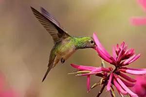 Amazilia: Buff-bellied Hummingbird (Amazilia yucatanensis)