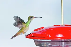 Amazilia: Buff-bellied Hummingbird (Amazilia yucatanensis)