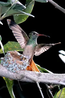 Hummer: Buff-bellied Hummingbird at Nest