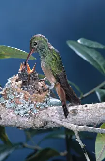 Amazilia: Buff-bellied Hummingbird at nest