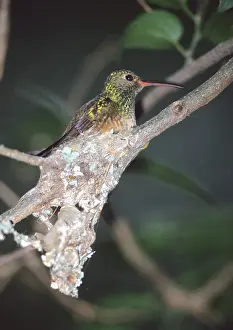 Amazilia: Buff-bellied Hummingbird in nest