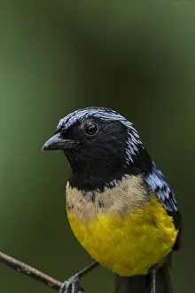 Blanco: Buff-breasted Mountain Tanager (Dubusia taeniata)