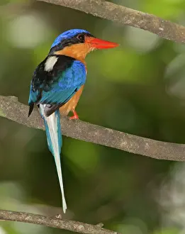 Buff-breasted Paradise-Kingfisher