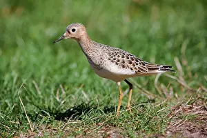 Subruficollis: Buff Breasted Sandpiper