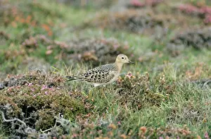 J Laurie: Buff-breasted Sandpiper