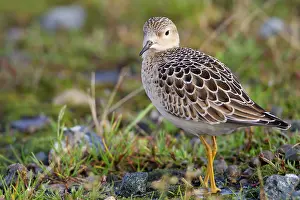 Subruficollis: Buff Breasted Sandpiper - Autumn migrant