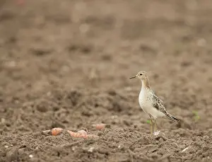 Carrots: Buff-breasted Sandpiper - On farmland carrot field