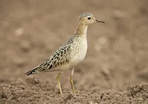 Subruficollis: Buff-breasted Sandpiper - on farmland carrot field