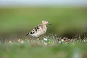 United Kingdom: Buff Breasted Sandpiper - UK