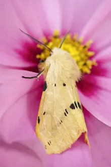 Ermine: Buff Ermine Moth on Cosmos flower, Norfolk UK