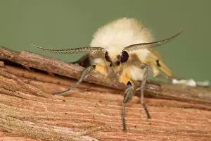 Spilosoma: Buff Ermine Moth - male showing antennae