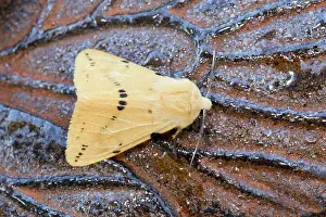 Ermine: Buff Ermine Moth - male - Summer