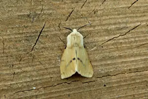 Ermine: Buff Ermine (Spilarctia lutea). Hinshult, Sweden