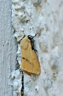 Ermine: Buff Ermine (Spilarctia lutea). Hinshult, Sweden