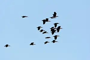Theristicus: Buff-necked Ibis