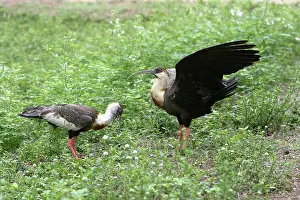 Theristicus: Buff-necked Ibis