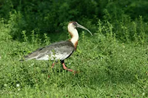 Theristicus: Buff-necked Ibis