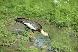 Puddles: Buff-necked Ibis