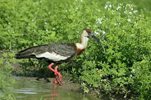 Theristicus: Buff-necked Ibis