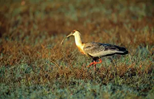 Theristicus: Buff-Necked IBIS