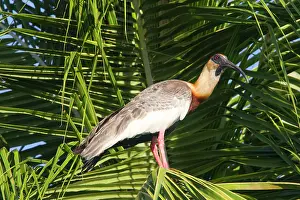 Theristicus: Buff-necked Ibis / White-throated Ibis