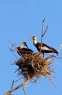 Ibises: Buff-Necked Ibises