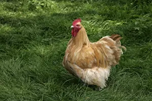 Orpington: Buff Orpington cock Warwickshire