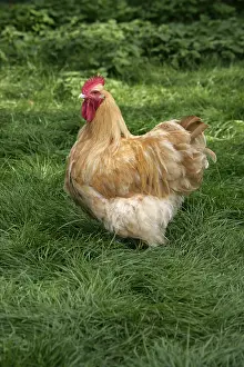Varieties: Buff Orpington cock Warwickshire