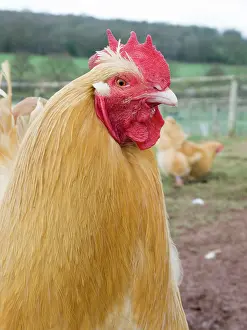 Bantam: Buff Pekin Bantam - male Chicken