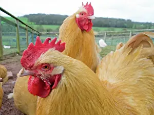 Bantams: Buff Pekin Bantams Chickens