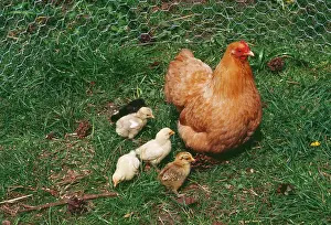 Pekin: Buff Pekin Chicken - Hen with various chicks