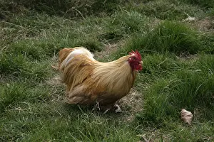 Bantam: Buff Pekin cock Warwickshire