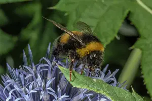Bombus: buff-tailed Bumble bee, Bombus terrestris visiting