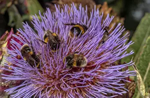 Bombus: Buff-tailed Bumble bees, Bombus terrestris, visiting
