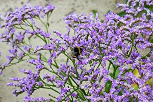 Bombus: Buff-tailed Bumblebee
