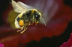 Bombus: Buff-tailed Bumblebee