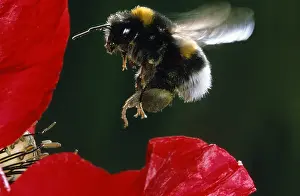 Bombus: Buff-tailed Bumblebee