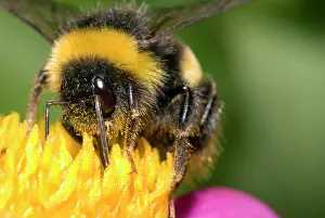 Bombus: Buff-tailed Bumblebee