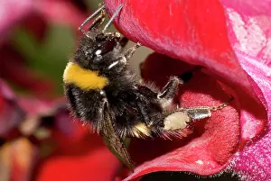 Bombus: Buff-tailed Bumblebee