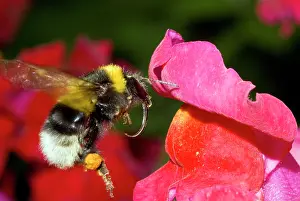 Bombus: Buff-tailed Bumblebee
