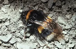 Bumblebee: BUFF-TAILED BUMBLEBEE